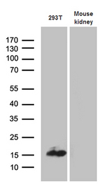 CHCHD10 Antibody - Western blot analysis of extracts. (35ug) from 293T cell line and mouse kidney tissue lysate by using anti-CHCHD10 monoclonal antibody. (1:500)