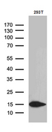 CHCHD10 Antibody - Western blot analysis of extracts. (35ug) from 293T cell line by using anti-CHCHD10 monoclonal antibody. (1:500)