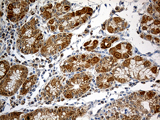 CHCHD10 Antibody - Immunohistochemical staining of paraffin-embedded Human gastric tissue within the normal limits using anti-CHCHD10 mouse monoclonal antibody. (Heat-induced epitope retrieval by 1mM EDTA in 10mM Tris buffer. (pH8.5) at 120°C for 3 min. (1:500)