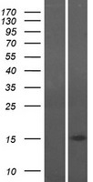 CHCHD10 Protein - Western validation with an anti-DDK antibody * L: Control HEK293 lysate R: Over-expression lysate