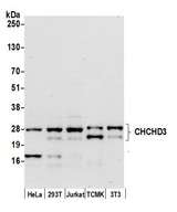 CHCHD3 Antibody - Detection of human and mouse CHCHD3 by western blot. Samples: Whole cell lysate (50 µg) from HeLa, HEK293T, Jurkat, mouse TCMK-1, and mouse NIH 3T3 cells prepared using NETN lysis buffer. Antibody: Affinity purified rabbit anti-CHCHD3 antibody used for WB at 0.1 µg/ml. Detection: Chemiluminescence with an exposure time of 30 seconds.