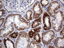 CHCHD3 Antibody - IHC of paraffin-embedded Human Kidney tissue using anti-CHCHD3 mouse monoclonal antibody. (Heat-induced epitope retrieval by 1 mM EDTA in 10mM Tris, pH9.0, 120°C for 3min).