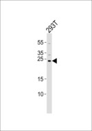 CHCHD3 Antibody - Western blot of lysate from 293T cell line with CHCHD3 Antibody. Antibody was diluted at 1:1000. A goat anti-rabbit IgG H&L (HRP) at 1:5000 dilution was used as the secondary antibody. Lysate at 35 ug.