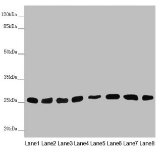 CHCHD3 Antibody - Western blot All lanes: CHCHD3 antibody at 0.56µg/ml Lane 1: Mouse heart tissue Lane 2: Mouse kidney tissue Lane 3: Mouse lung tissue Lane 4: A549 whole cell lysate Lane 5: HepG2 whole cell lysate Lane 6: 293T whole cell lysate Lane 7: A431 whole cell lysate Lane 8: Hela whole cell lysate Secondary Goat polyclonal to rabbit IgG at 1/10000 dilution Predicted band size: 26 kDa Observed band size: 26 kDa