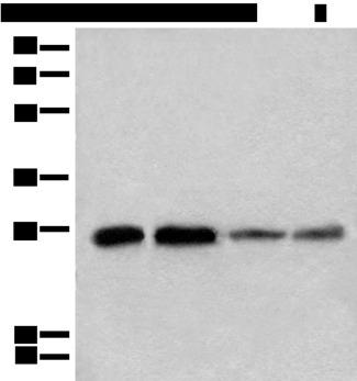 CHCHD3 Antibody - Western blot analysis of 293T A549 Jurkat and HEPG2 cell lysates  using CHCHD3 Polyclonal Antibody at dilution of 1:500
