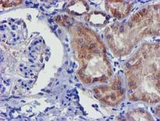 CHCHD5 Antibody - IHC of paraffin-embedded Human Kidney tissue using anti-CHCHD5 mouse monoclonal antibody.