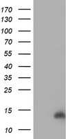 CHCHD5 Antibody - HEK293T cells were transfected with the pCMV6-ENTRY control (Left lane) or pCMV6-ENTRY CHCHD5 (Right lane) cDNA for 48 hrs and lysed. Equivalent amounts of cell lysates (5 ug per lane) were separated by SDS-PAGE and immunoblotted with anti-CHCHD5.