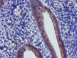 CHCHD5 Antibody - IHC of paraffin-embedded Human endometrium tissue using anti-CHCHD5 mouse monoclonal antibody.