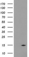 CHCHD5 Antibody - HEK293T cells were transfected with the pCMV6-ENTRY control (Left lane) or pCMV6-ENTRY CHCHD5 (Right lane) cDNA for 48 hrs and lysed. Equivalent amounts of cell lysates (5 ug per lane) were separated by SDS-PAGE and immunoblotted with anti-CHCHD5.