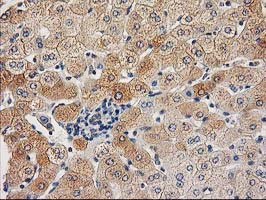 CHCHD5 Antibody - IHC of paraffin-embedded Human liver tissue using anti-CHCHD5 mouse monoclonal antibody. (Heat-induced epitope retrieval by 10mM citric buffer, pH6.0, 100C for 10min).