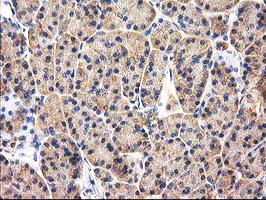 CHCHD5 Antibody - IHC of paraffin-embedded Human pancreas tissue using anti-CHCHD5 mouse monoclonal antibody. (Heat-induced epitope retrieval by 10mM citric buffer, pH6.0, 100C for 10min).