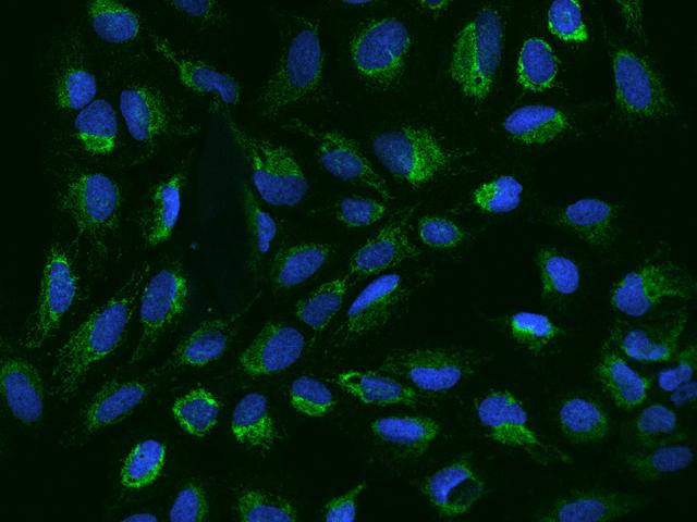 CHCHD5 Antibody - Immunofluorescence staining of CHCHD5 in U2OS cells. Cells were fixed with 4% PFA, permeabilzed with 0.1% Triton X-100 in PBS, blocked with 10% serum, and incubated with rabbit anti-Human CHCHD5 polyclonal antibody (dilution ratio 1:200) at 4°C overnight. Then cells were stained with the Alexa Fluor 488-conjugated Goat Anti-rabbit IgG secondary antibody (green) and counterstained with DAPI (blue). Positive staining was localized to Cytoplasm.