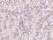 CHCHD5 Antibody - Immunochemical staining of human CHCHD5 in human kidney with rabbit polyclonal antibody at 1:100 dilution, formalin-fixed paraffin embedded sections.