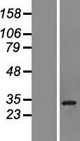 CHCHD6 Protein - Western validation with an anti-DDK antibody * L: Control HEK293 lysate R: Over-expression lysate