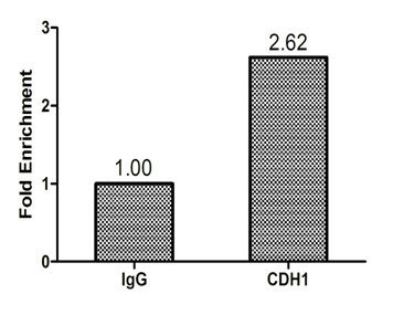 CHD1 Antibody - Chromatin Immunoprecipitation Hela (1.1*10E6) were cross-linked with formaldehyde, sonicated, and immunoprecipitated with 4µg anti-CDH1 or a control normal rabbit IgG. The resulting ChIP DNA was quantified tissue using real-time PCR with primers (CHD1) against the RPL30 promoter.