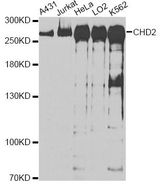 CHD2 Antibody - Western blot analysis of extracts of various cell lines, using CHD2 antibody at 1:1000 dilution. The secondary antibody used was an HRP Goat Anti-Rabbit IgG (H+L) at 1:10000 dilution. Lysates were loaded 25ug per lane and 3% nonfat dry milk in TBST was used for blocking. An ECL Kit was used for detection and the exposure time was 90s.