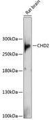 CHD2 Antibody - Western blot analysis of extracts of rat brain using CHD2 Polyclonal Antibody at dilution of 1:1000.