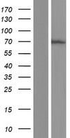 CHD2 Protein - Western validation with an anti-DDK antibody * L: Control HEK293 lysate R: Over-expression lysate