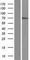 CHD2 Protein - Western validation with an anti-DDK antibody * L: Control HEK293 lysate R: Over-expression lysate