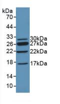 CHD3 Antibody - Western Blot; Sample: Recombinant CHD3, Mouse.