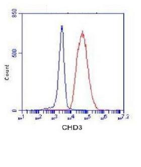 CHD3 Antibody - Flow Cytometry analysis of K562 cells stained with CHD3 (red, 1/100 dilution), followed by FITC-conjugated goat anti-mouse IgG. Blue line histogram represents the isotype control, normal mouse IgG.