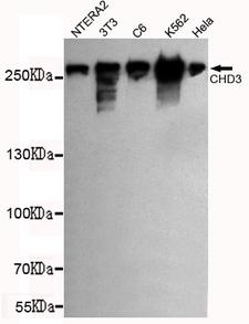 CHD3 Antibody - Western blot detection of CHD3 (C-terminus) in NTERA2, 3T3, C6, K562 and HeLa cell lysates using CHD3 (C-terminus) mouse monoclonal antibody (1:1000 dilution). Predicted band size: 260KDa. Observed band size: 260KDa.