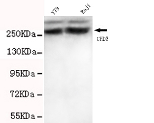 CHD3 Antibody - Western blot detection of CHD3 (C-terminus) in Y79 and Raji cell lysates using CHD3 (C-terminus) mouse monoclonal antibody (1:1000 dilution). Predicted band size: 226KDa. Observed band size: 260KDa.
