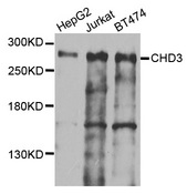 CHD3 Antibody - Western blot analysis of extracts of various cells.