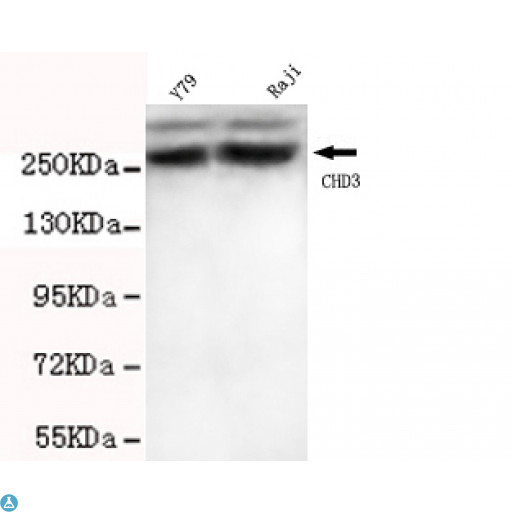 CHD3 Antibody - Western blot detection of CHD3 (C-term) in Y79 and Raji cell lysates using CHD3 (C-term) mouse mAb (1:1000 diluted). Predicted band size: 226KDa. Observed band size: 260KDa.