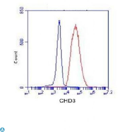 CHD3 Antibody - Flow Cytometry analysis of K562 cells stained with CHD3 (red, 1:100 dilution), followed by FITC-conjugated goat anti-mouse IgG. Blue line histogram represents the isotype control, normal mouse IgG.