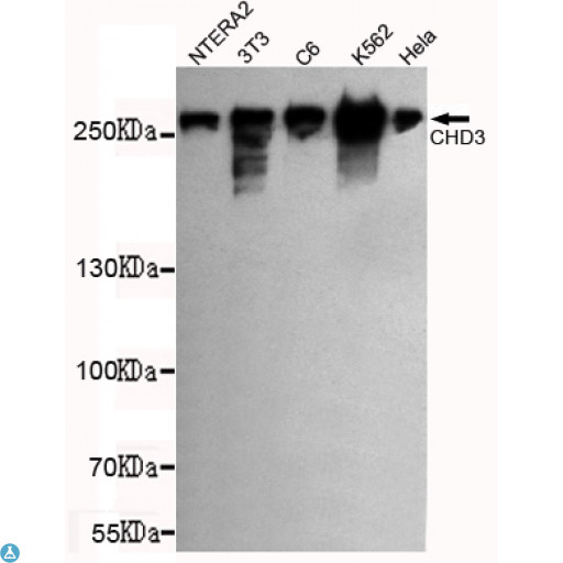 CHD3 Antibody - Western blot detection of CHD3 (C-term) in NTERA2, 3T3, C6, K562 and Hela cell lysates using CHD3 (C-term) mouse mAb (1:1000 diluted). Predicted band size: 260KDa. Observed band size: 260KDa.