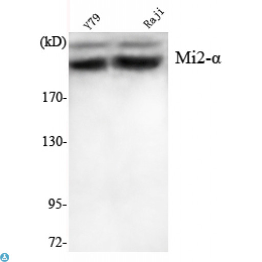 CHD3 Antibody - Western Blot (WB) analysis using Mi2-alpha Monoclonal Antibody against Y7P, Raji cell lysate.