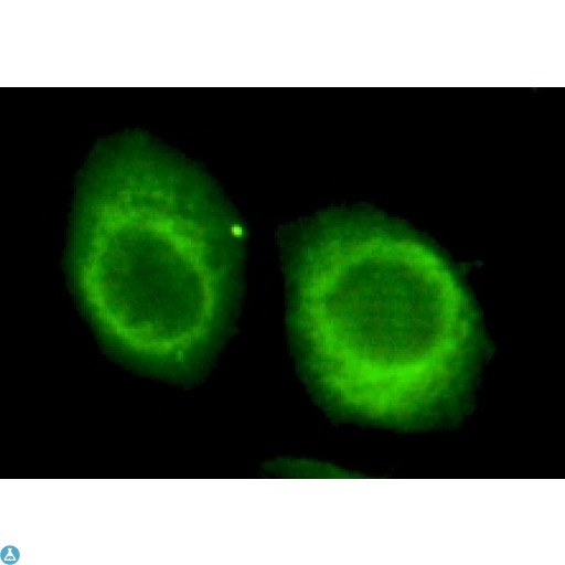 CHD3 Antibody - Immunofluorescence (IF) analysis of HeLa cells using Mi2-alpha Monoclonal Antibody.