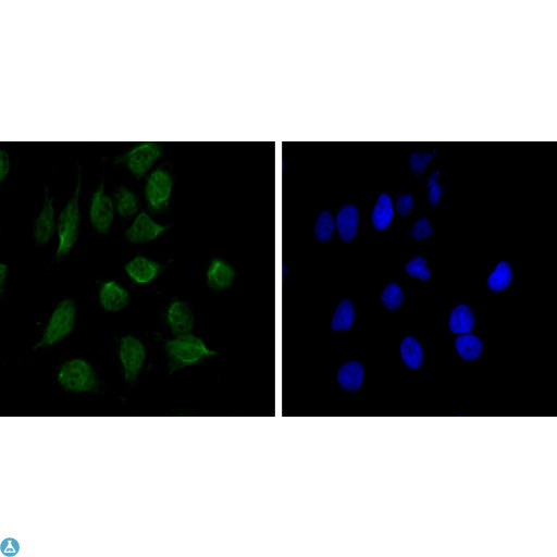 CHD3 Antibody - Immunofluorescence (IF) analysis of HeLa cells using Mi2-alpha Monoclonal Antibody (green). Blue: DRAQ5 fluorescent DNA dye.
