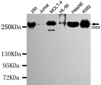 CHD4 Antibody - Western blot detection of CHD4 in K562, HeLa NE, HL-60, MOLT-4, Jurkat and 293 cell lysates using CHD4 mouse monoclonal antibody (1:1000 dilution). Predicted band size: 260KDa. Observed band size:260KDa.