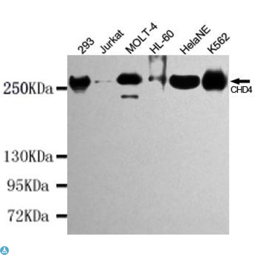 CHD4 Antibody - Western blot detection of CHD4 in K562, HelaNE, HL-60, MOLT-4, Jurkat and 293 cell lysates using CHD4 mouse mAb (1:1000 diluted). Predicted band size: 260KDa. Observed band size: 260KDa.