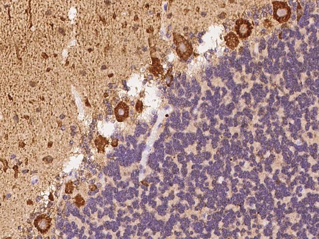 CHD5 Antibody - Immunochemical staining of human CHD5 in cynomolgus cerebellum with rabbit polyclonal antibody at 1:500 dilution, formalin-fixed paraffin embedded sections.