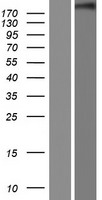 CHD5 Protein - Western validation with an anti-DDK antibody * L: Control HEK293 lysate R: Over-expression lysate