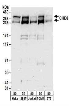 CHD8 Antibody - Detection of Human and Mouse CHD8 by Western Blot. Samples: Whole cell lysate (50 ug) from HeLa, 293T, Jurkat, mouse TCMK-1, and mouse NIH3T3 cells. Antibodies: Affinity purified rabbit anti-CHD8 antibody used for WB at 0.04 ug/ml. Detection: Chemiluminescence with an exposure time of 30 seconds.