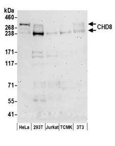 CHD8 Antibody - Detection of human and mouse CHD8 by western blot. Samples: Whole cell lysate (50 µg) prepared using NETN buffer from HeLa, HEK293T, Jurkat, mouse TCMK-1, and mouse NIH 3T3 cells. Antibodies: Affinity purified rabbit anti-CHD8 antibody used for WB at 0.1 µg/ml. Detection: Chemiluminescence with an exposure time of 3 minutes.