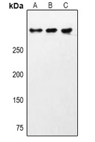 CHD9 Antibody