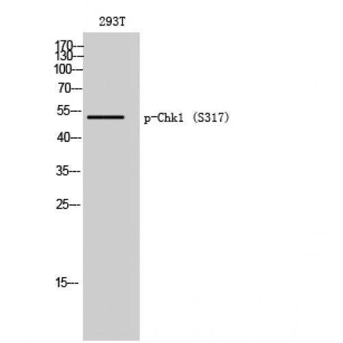 CHEK1 / CHK1 Antibody - Western blot of Phospho-Chk1 (S317) antibody
