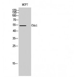 CHEK1 / CHK1 Antibody - Western blot of Chk1 antibody