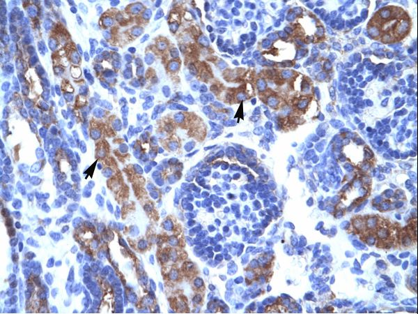 CHEK1 / CHK1 Antibody - Human Kidney.  This image was taken for the unconjugated form of this product. Other forms have not been tested.