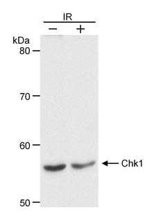 CHEK1 / CHK1 Antibody - Detection of Human Chk1 by Western Blot. Samples: Whole cell lysate (30 ug) from HeLa cells treated with 10 Gy ionizing radiation (IR) or untreated. Antibody: Affinity purified goat anti-Chk1 used at 0.1 ug/ml. Detection: Chemiluminescence with 30 second exposure.