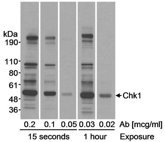 CHEK1 / CHK1 Antibody - Detection of Human Chk1 by Western Blot. Samples: Whole cell lysate (20 ug) from HeLa cells. Antibody: Affinity purified rabbit anti-Chk1 antibody used at the indicated concentrations. Detection: Chemiluminescence with exposure times of 15 seconds and 1 hour.