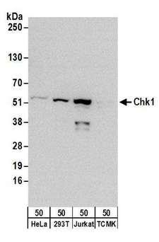 CHEK1 / CHK1 Antibody - Detection of human Chk1 by western blot. Samples: Whole cell lysate (50 µg) from HeLa, HEK293T, Jurkat, and mouse TMCK cells. Antibodies: Affinity purified rabbit anti-Chk1 antibody used for WB at 0.4 µg/ml. Detection: Chemiluminescence with an exposure time of 30 seconds.