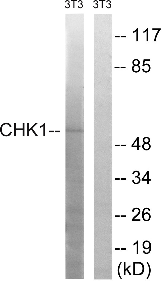 CHEK1 / CHK1 Antibody - Western blot analysis of lysates from NIH/3T3 cells, using Chk1 Antibody. The lane on the right is blocked with the synthesized peptide.