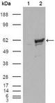 CHEK1 / CHK1 Antibody - Western Blot: Chk1 Antibody (2G1D5) - Western blot analysis using Chk1 mouse mAb against HEK293T cells transfected with the pCMV6-ENTRY control (1) and pCMV6-ENTRY Chk1 cDNA (2).  This image was taken for the unconjugated form of this product. Other forms have not been tested.