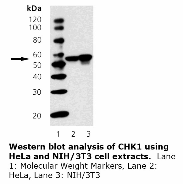 CHEK1 / CHK1 Antibody